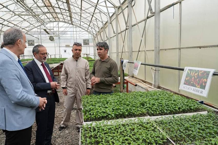 Yerli Fideler Satışta