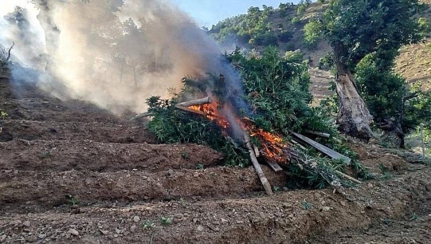 Esrar Tarlaları İmha Edildi
