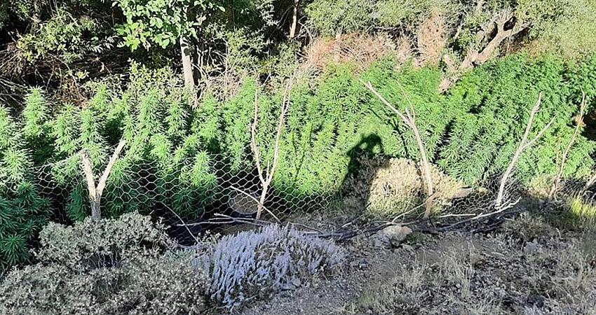 197 BİN KÖK KENEVİR ELE GEÇİRİLDİ