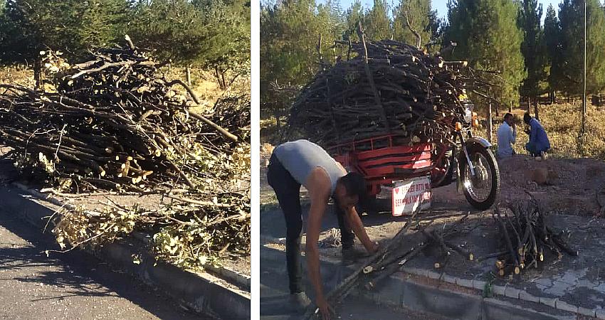 ŞEHRİN GÖBEĞİNDE ORMAN KESİMİ