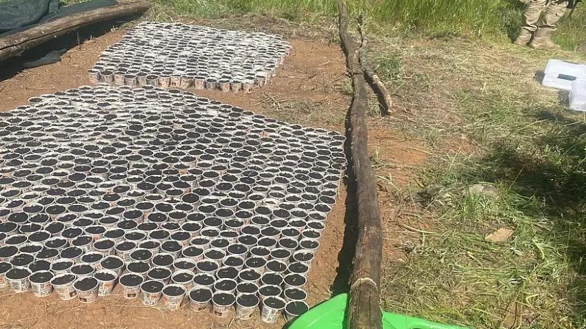 2 bin 900 kök Hint keneviri ele geçirildi